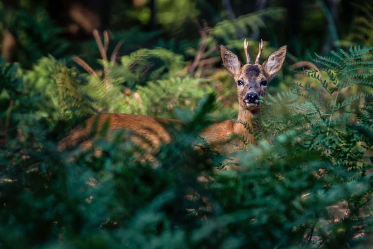 beautiful-shot-cute-deer-forest-2-2