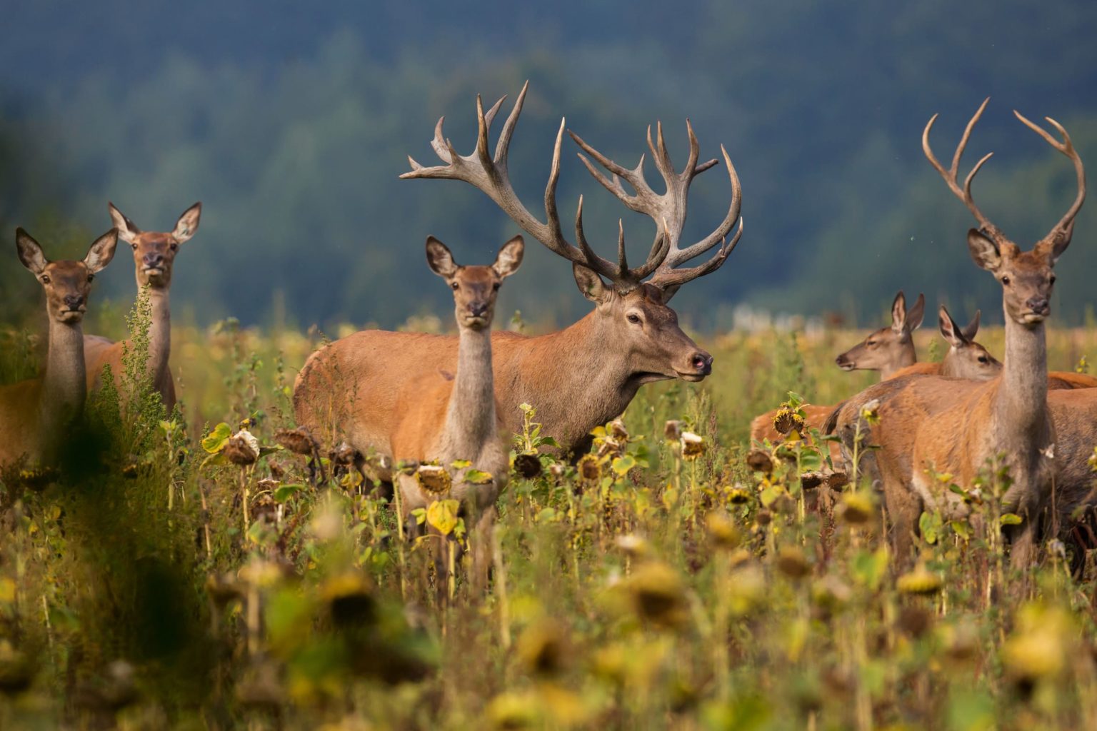 red-deer-nature-habitat-deer-rut (1)