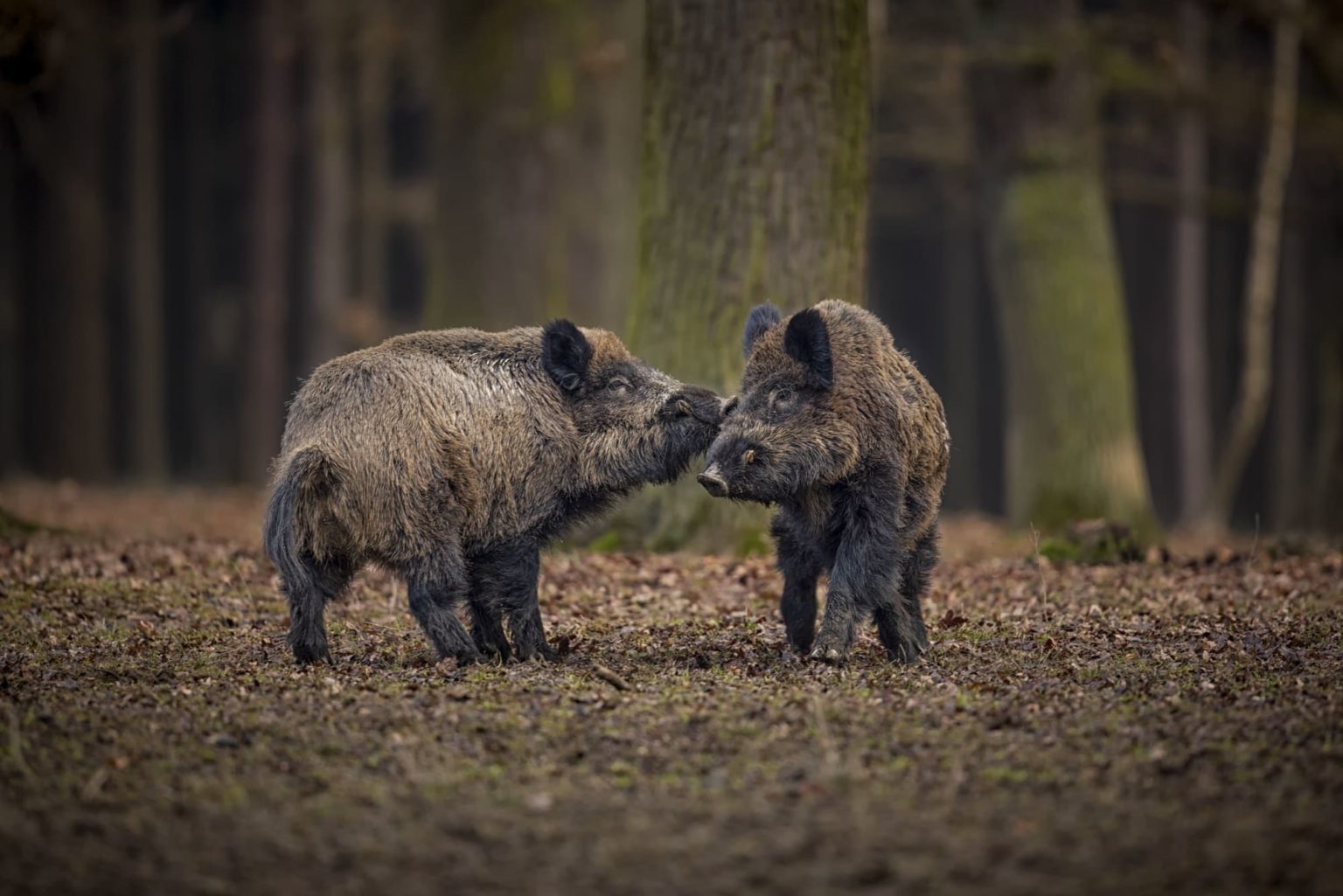 wild-boar-nature-habitat-dangerous-animal-forest-czech-republic-nature-sus-scrofa-2-2